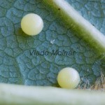 Tholera cespitis - Mora metlicová 191455