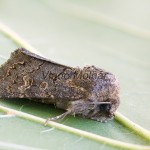 Tholera cespitis - Mora metlicová 191708