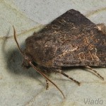 Tholera cespitis - Mora metlicová 22-35-50.jpg