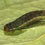 Trachea atriplicis - Sivkavec lobodový 13-54-06