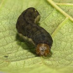 Trachea atriplicis - Sivkavec lobodový 13-57-26