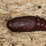 Trachea atriplicis - Sivkavec lobodový 14 19-01-33