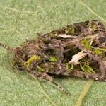 Trachea atriplicis - Sivkavec lobodový 17-20-37