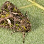 Trachea atriplicis - Sivkavec lobodový 17-22-03