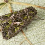 Trachea atriplicis - Sivkavec lobodový 17-34-33