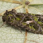 Trachea atriplicis - Sivkavec lobodový 17-44-08