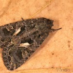 Trachea atriplicis - Sivkavec lobodový 18-59-29