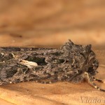 Trachea atriplicis - Sivkavec lobodový 19-03-11