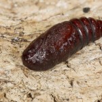 Trachea atriplicis - Sivkavec lobodový 19-03-40