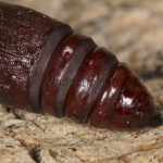 Trachea atriplicis - Sivkavec lobodový 19-05-15