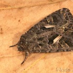 Trachea atriplicis - Sivkavec lobodový 19-05-28