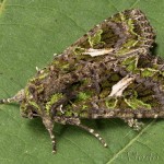 Trachea atriplicis - Sivkavec lobodový 20-48-53