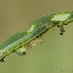 Trachea atriplicis - Sivkavec lobodový 21-32-44