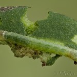 Trachea atriplicis - Sivkavec lobodový 21-34-44