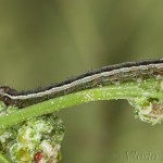 Trachea atriplicis - Sivkavec lobodový 21-36-56