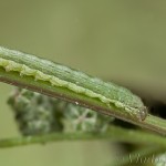 Trachea atriplicis - Sivkavec lobodový 21-46-41