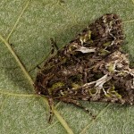 Trachea atriplicis - Sivkavec lobodový 21-59-42