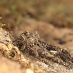 Trachea atriplicis – Sivkavec lobodový 22-28-15