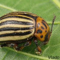 Leptinotarsa decemlineata - Pásavka zemiaková 211920