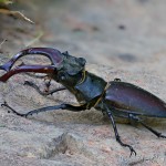 Lucanus cervus - Roháč obyčajný 17-02-59