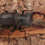 Lucanus cervus - Roháč obyčajný 17-16-07