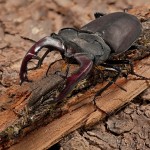 Lucanus cervus - Roháč obyčajný 17-29-19