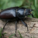 Lucanus cervus - Roháč obyčajný 17-49-24
