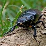 Lucanus cervus - Roháč obyčajný 17-51-53