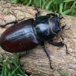 Lucanus cervus - Roháč obyčajný 17-53-32