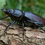 Lucanus cervus - Roháč obyčajný 17-54-43