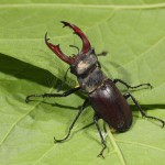 Lucanus cervus - Roháč obyčajný 18-22-51