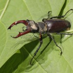 Lucanus cervus - Roháč obyčajný 19-04-03