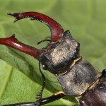 Lucanus cervus - Roháč obyčajný 22-02-42