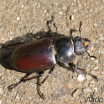 Lucanus cervus - Roháč veľký IMG_2609