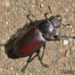 Lucanus cervus - Roháč veľký IMG_2610