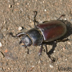 Lucanus cervus - Roháč veľký IMG_2612