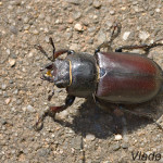 Lucanus cervus - Roháč veľký IMG_2616