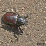 Lucanus cervus - Roháč veľký IMG_2617