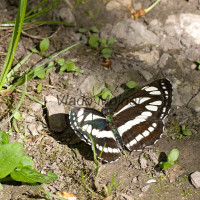 Neptis sappho - Bielopásavec hrachorový IMG_9230