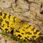 Pseudopanthera macularia - Listnatka hluchavková 18-33-27