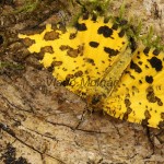 Pseudopanthera macularia - Listnatka hluchavková 18-35-00