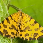 Pseudopanthera macularia - Listnatka hluchavková 20-24-34