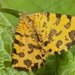 Pseudopanthera macularia - Listnatka hluchavková 20-51-39