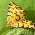 Pseudopanthera macularia - Listnatka hluchavková 20-54-31