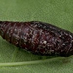 Pseudopanthera macularia - Listnatka hluchavková 22-20-40