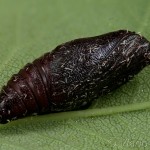 Pseudopanthera macularia - Listnatka hluchavková 22-22-51