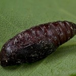 Pseudopanthera macularia - Listnatka hluchavková 22-24-48