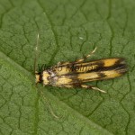 Stathmopoda pedella - Pazdobka jelšová 20-16-33