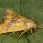 Atethmia centrago - Mora jaseňová 21-02-00