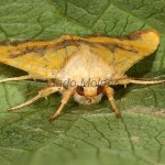 Atethmia centrago - Mora jaseňová 21-03-50